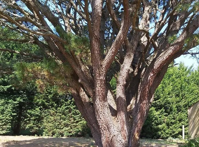 Maison De En Village Ostréicole 3 étoiles Casa vacanze Talmont-Saint-Hilaire